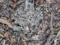 Cow Scat