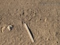 Coyote Tracks