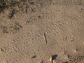Coyote Tracks