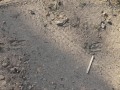 Deer Tracks