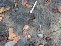 Deer Tracks