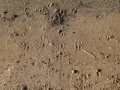 Feral Hog Tracks