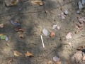 Fox Squirrel Tracks