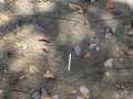 Fox Squirrel Tracks