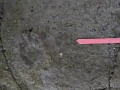 Gray Fox Tracks