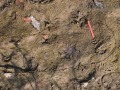 Gray Fox Tracks