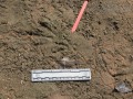 Nutria Tracks