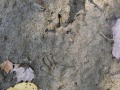 Opossum Tracks