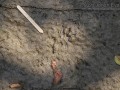 Opossum Tracks