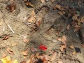 Otter Tracks