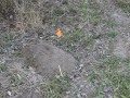 Pocket Gopher Tracks