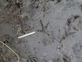 Vulture Tracks