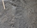 Black Rat Tracks