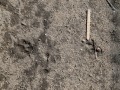 Bobcat Track