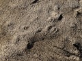 California Ground Squirrel