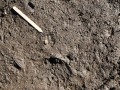 Cottontail Front Tracks