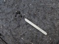 Cottontail Left Hind Track