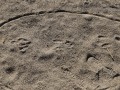 Cottontail Tracks and stop