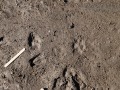 Coyote Tracks