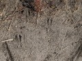 Deer Tracks