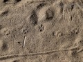 Dog Tracks