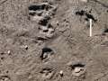 Dove Tracks