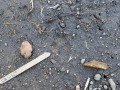 Gray Fox Track