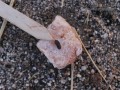 Kangaroo Rat Scat