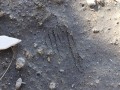 Kangaroo Rat Scratches