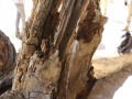 Owl Scat
