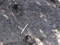 Quail Track