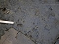 Raccoon Track