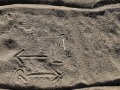 Road Runner Tracks