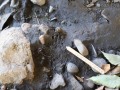 Skunk Track