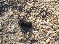 Toad Scat