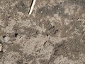 Toad Tracks