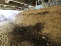 Bat Guano