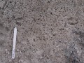 Burrowing Owl Tracks