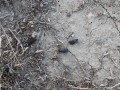 California Ground Squirrel Scats