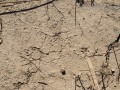 California Ground Squirrel Tracks