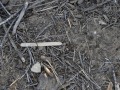 Cottontail Scat