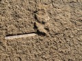 Coyote Tracks