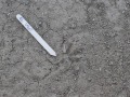 Crow Track
