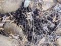 Deer Scat