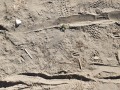 Deer Tracks