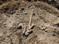 Goose Scat