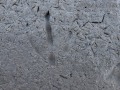 Goose Tracks