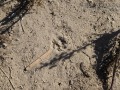 Gray Fox Tracks