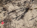 Gray Fox Tracks