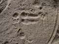 Housecat Sit Mark